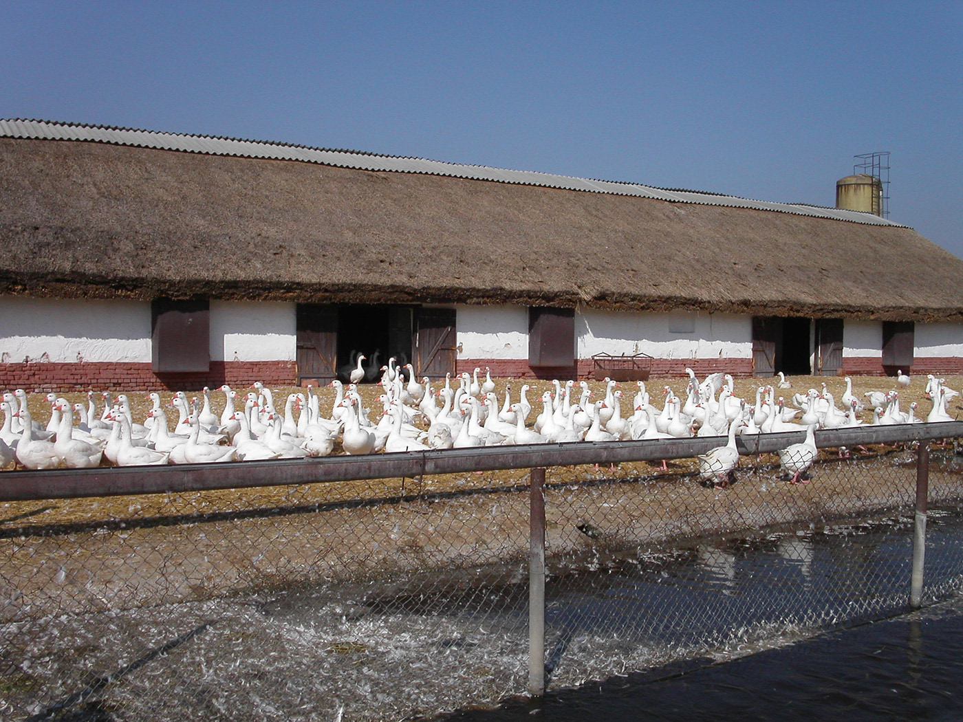 良質なダウンを選別